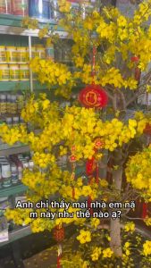 SÂM ĐẤT Cho MAI VÀNG (5 lít) - Phân Bón NK Hạ Phèn Giảm Mặn Giải Độc Ra Rễ Khoẻ Nảy Mầm Phục Hồi Cây Suy - VTNN Được Mùa