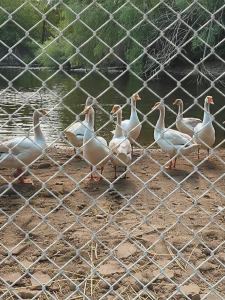 XINDINGHAO | Rust-Proof Galvanized Chain Link Fence Wire Mesh for Livestock and Orchard Protection