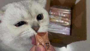 Goat Milk Cat Snacks Cat Treats Cat Wet Food Kitten Cat Treat For Cats Healthy Snack