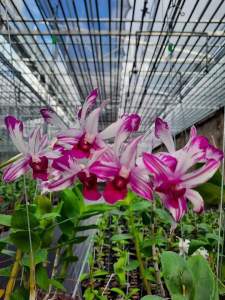 Denro chớp chuồn xổ 5%