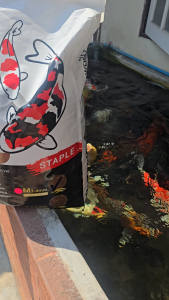 อาหารปลาคาร์ฟ Zenkoi (เซนโค่ย) สูตรสมดุล ช่วยในเรื่องการขับถ่าย 5kg