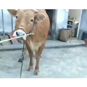 Tali Tuntun Sabuk Nilon Kerah For Sapi Kuda Domba Ternak