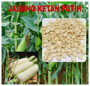 Benih jagung ketan putih (100 gram)  bibit biji jagung ketan putih unggul