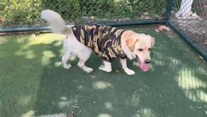 Áo thun có tay cho chó to lớn và vừa màu rằn ri - Đen Ta Pet shop