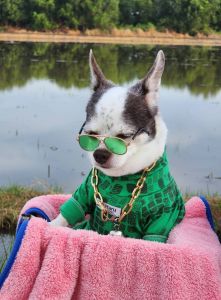 🔥New 📌Haru ชุดเก็บขนสุนัขเอละเเมว/ชุดเก็บขนหมาเเมว