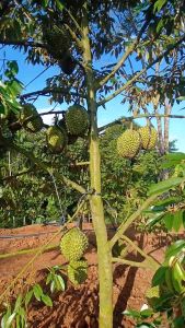Durian Bawor | Cepat Berbuah | Berbuah Di Dalam Pot | BIBIT OKULASI / SAMBUNG PUCUK