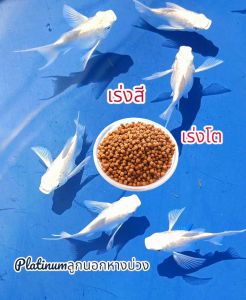 อาหารปลาโปแลนด์ นำเข้าสูตรสำหรับปลาบอลลูนเร่งสีเร่งโตตรงปกสวยงามอล่างฉ่าง