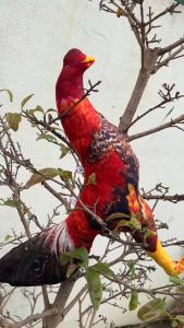 GÀ 8D RÈN LUYỆN THỂ LỰC CHO GÀ CHỌI GÀ NÒI GÀ TRE