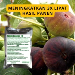 Pupuk Booster Buah Tin: Meningkatkan Produksi dan Kualitas