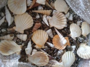 CANGKANG KERANG KIPAS PUTIH SESUAI UKURAN PER 1PCS