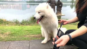 Rọ mõm Chó bằng vải lưới thoáng khí có 2 dây quàng chắc chắn - Love pets shop