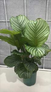 #คล้าใบตอง #Calathea #Orbifolia #ไม้ใบสวย #คาลาเทีย #ใบสวย