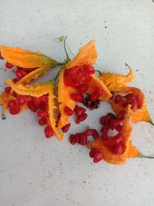 jual benih biji pare hutan atau gengge 100 biji