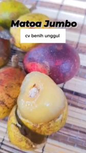 Bibit Matoa Jumbo Super Unggul Cepat Berbuah