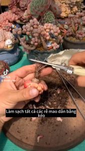 Sen đá mini (sen vỉ) 3-5 cm các loại xanh viền hồng hồng dâu sen tim dola ngọc tròn đế vương sỏi hồng... siêu khỏe xuất sứ ĐÀ LẠT Lỗi 1 đổi 1