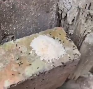 1 ซองแบบ GE ยาฆ่ามด 50 ซอง/กล่อง ยาฆ่ามดแดงไฟ กำจัดมด ยกรัง ผงฆ่ามด ติดเชื้อ ซอง/กล่อง และยากำจัดมด เทคนิคพิเศษล่าสุด