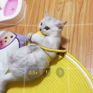 Cotton rope woven cat scratching mat toy ball integrated durable scratch-resistant wear-resistant washable pet mat cotton rope BED scratch-resistant wear-resistant  saving your NON Toxic washable  easy cleanup of fur dirt  100% natural