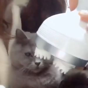 Electric Pet Massager: Cat & Dog Massage & Charging Scalp Machine