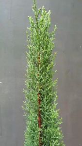 ต้นสน สนอิตาลี สนดินสอ เขียว Italian Cypress  Pencil Pine สูงตั้ง 1.3 เมตร