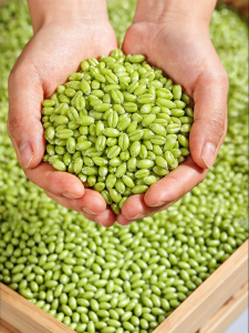WENXIANGZAN | Fresh Peelable Instantly Edible Green Wheat Groats