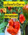 พริกปีศาจ บรรจุ 25-30เมล็ดพริกเผ็ดที่สุดในโลก พริกผิวย่น(ปีศาจ)บุตโจโลเกีย (bhut jolokia) เมล็ดพันธุ์. 