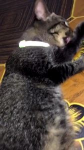 Lion Cat Reflection Rantai Kucing Cat Dog Collar Pet Collar Cute Nice Adjustable Pet Neck Strap Dog Cat Rabbit Kitten