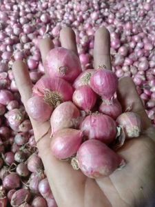 promo bawang merah asli garut murah 1 kg