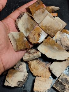 Fosil Batu Palm Asem / Bongkahan batu Asem