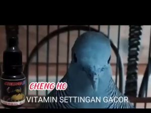 CHENGHO multivitamin herbal Anti macet bunyi bagi burung Perkutut SETTINGAN PERKUTUT GACOR