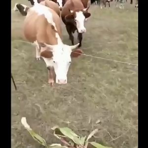 Ready✅40km Electric Farm Fence Motor Pagar Eletrik Solar Set Kebun Animal Kit Elephant Chicken Polywire Fencing Pet Safe