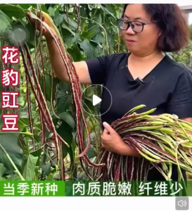 Benih Kacang Panjang Lepoard Memanjat(15 Seeds)/花豹豇豆种子 /Leopard Striped Long Bean Seeds