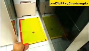 กาวดักหนู (Micky) กับดักหนู เป็นดักหนู เหนียวพิเศษ ติดทน ไม่ไหลเยิ้ม ปลอดสารพิษ สามารถใช้ได้ทั้งสองด้าน-412