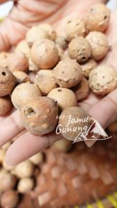 Manjakani Kering: Obat Kista Tradisional