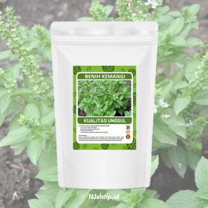 BENIH/BIJI KEMANGI UNGGUL untuk lalapan berkualitas/bibit lalapan kemangi