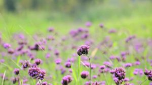 Bike With Training Children Bicycle Kids Cycle For Boy Training Bicycle Womens Ultra-Light Princess Car-Inch Small 20-22-24-Inch Pedal Bicycle