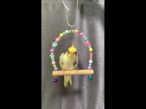 ชิงช้านก รูปแบบเล่นนก สำหรับเล่นสัตว์เลี้ยง สำหรับชุดชิงช้าลูกปัดผีเสื้อ ชิงช้านก ชุดเล่น สำหรับเล่นนก