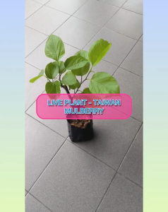 【Live Plant】Pokok Mulberry / Healthy Mulberry Tree Plant / Pokok Mulberi Sihat / 健康桑树苗