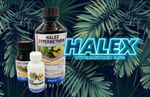 Halex cypermethrin 5.5% 100ml 250ml 1L kills aphids beetles caterpillars whiteflies mites leafhoppers thrips borers weevils grasshoppers on crops