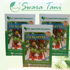 Benih Tomat F1 TM MARVEL Isi 1500 Biji Tani Murni