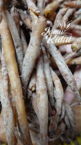 Temu Kunci Segar Organik: Bumbu Masak 100gr, 250gr & 500gr
