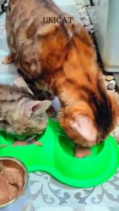 Makanan Basah Kaleng Anak Kucing Dewasa Unicat Kitten Wetfood 375gr