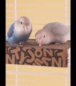 Jonsanty Anti Stress Parrot Chewing Cardboard Soothing Emotion Toys Grinding Platform