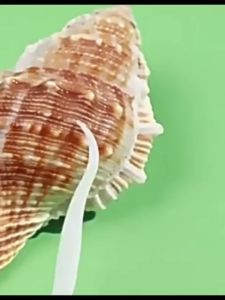 ไหมขัดฟัน ไม้จิ้มฟัน 50ชิ้น/กล่อง วัสดุเกรดอาหาร ไม้จิ้มฟันสำหรับพกพา ไหมขัดฟันชนิดด้าม เส้นกลม และแบน ไม้จิ้มฟัน ส่งไวมากไหมขัดฟันชนิดนิ่มพิเศษ