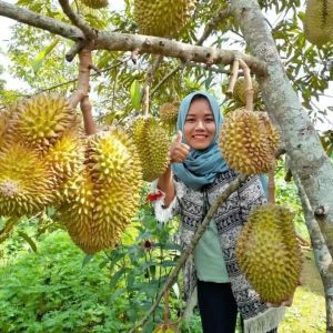 Bibit durian montong super jumbo Bisa di tanam di pot(tambulapot)