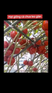 Hạt Giống Cà Chua Leo Giàn ( cà chua bạch tuộc ) Nga - Gói 10 hạt