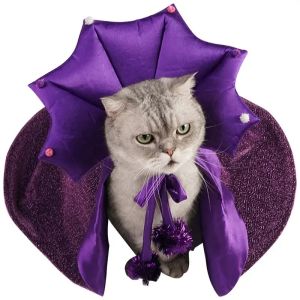 Cat Halloween Costume: Comfortable Cat Wizard Outfit & Witch Dog Costume