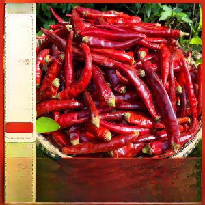Non-Spicy and Super Fragrant Guizhou Huaxi Pepper Dried Peppers Guiyangs Slightly Spicy Long Particles Red Sea Pepper Seasoning 500G