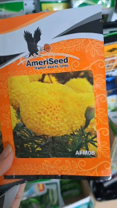 (Gói 350 hạt) Hạt Giống Hoa Vạn Thọ Thái Cao Lỡ - AFM 08: Vàng Chanh (Cổ Lùn) AMERISEED