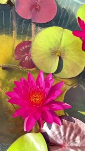 【Sean Planters】Hardy Waterlily NymphaeaTan Khwan Aquatic Plant Water Lily 耐寒睡莲 谭群 莲花 Pokok Teratai Telepok Pokok Air