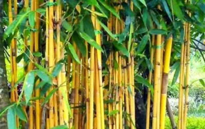 Bambu kuning hias